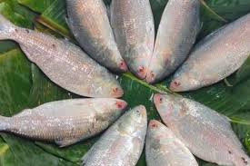 বৈশাখের আগেই ইলিশের বাজারে আগুন